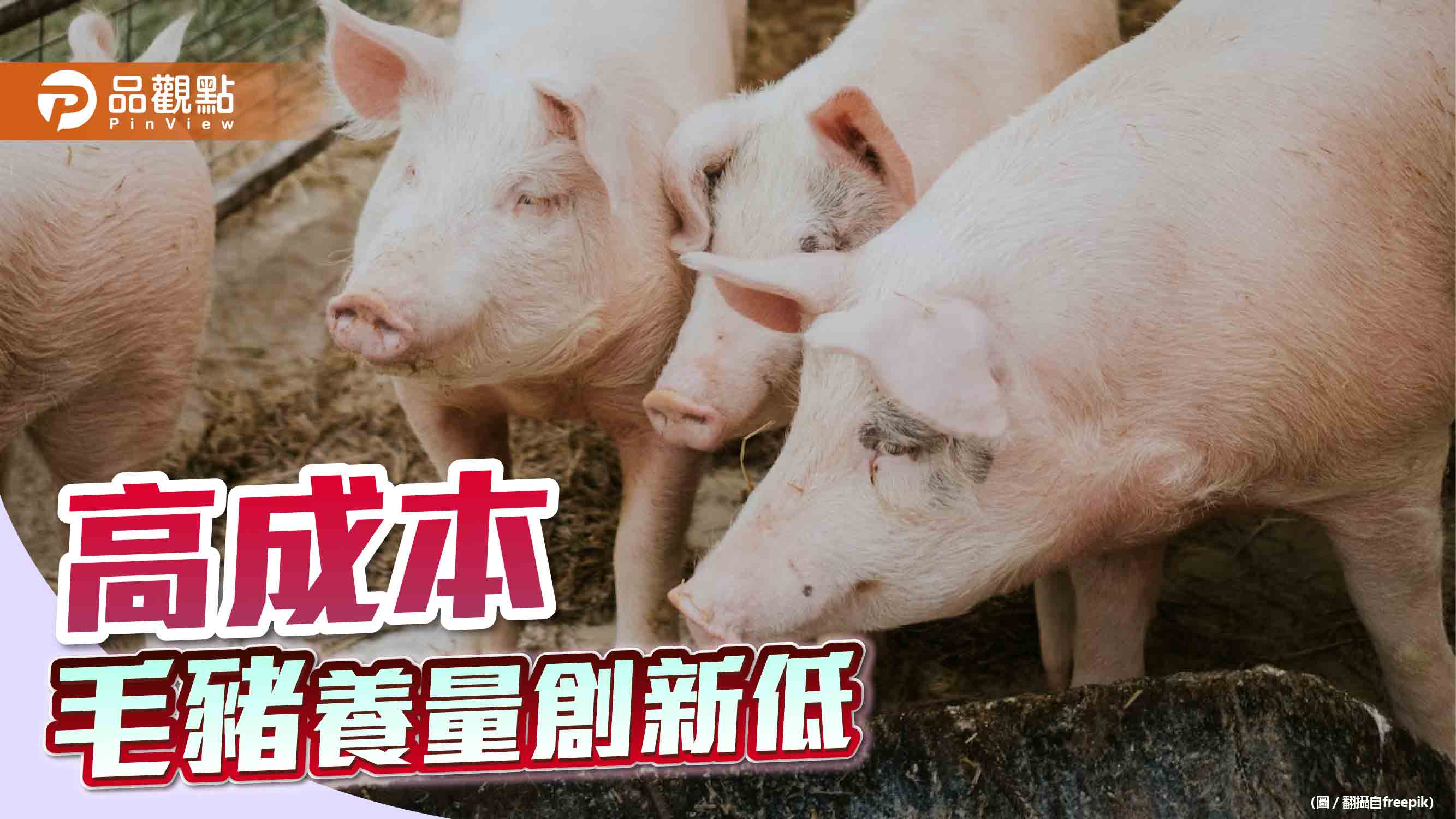 台灣毛豬養量直直落　農委會：成本衝擊飼養意願