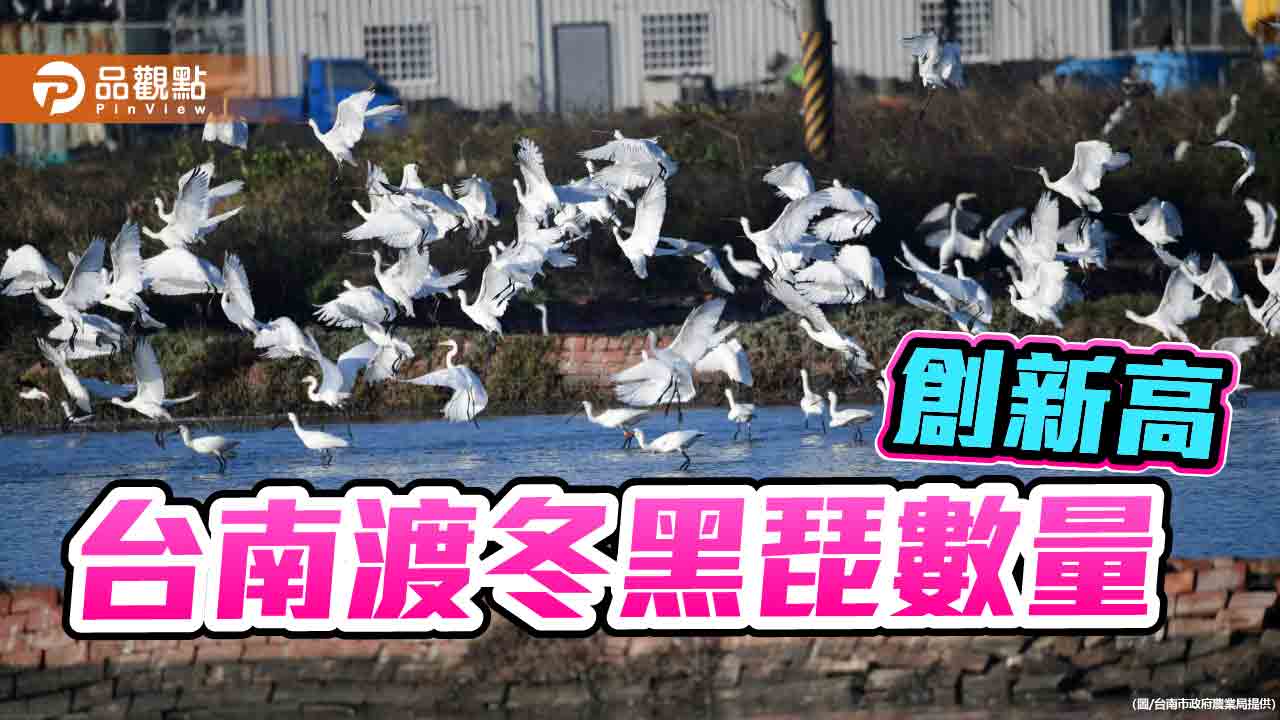 台南渡冬黑面琵鷺達2500隻 創歷史新高