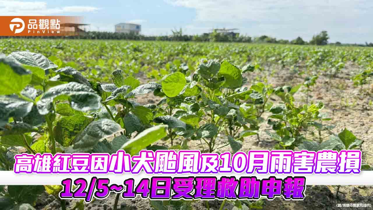 高雄紅豆因小犬颱風及10月上旬雨害遲發農損  12/5~14日受理救助申報