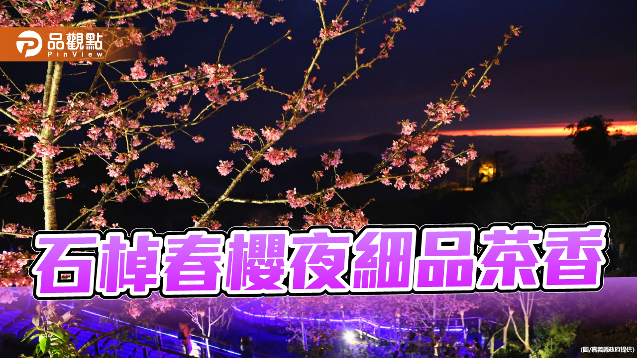 石棹春櫻夜細品茶香 櫻之道粉墨登場