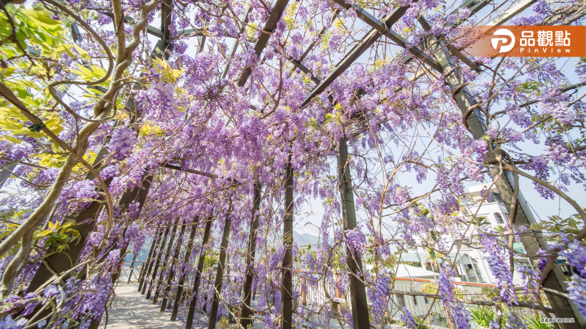 嘉縣梅山瑞里社區紫藤花盛開  紫色野餐派對3/17浪漫登場