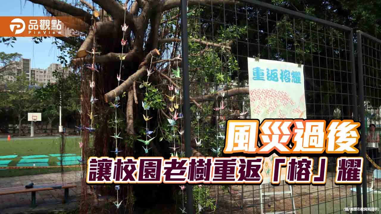 國小校園老榕樹因風災傾倒 師生發起重返「榕」耀 讓老樹重生