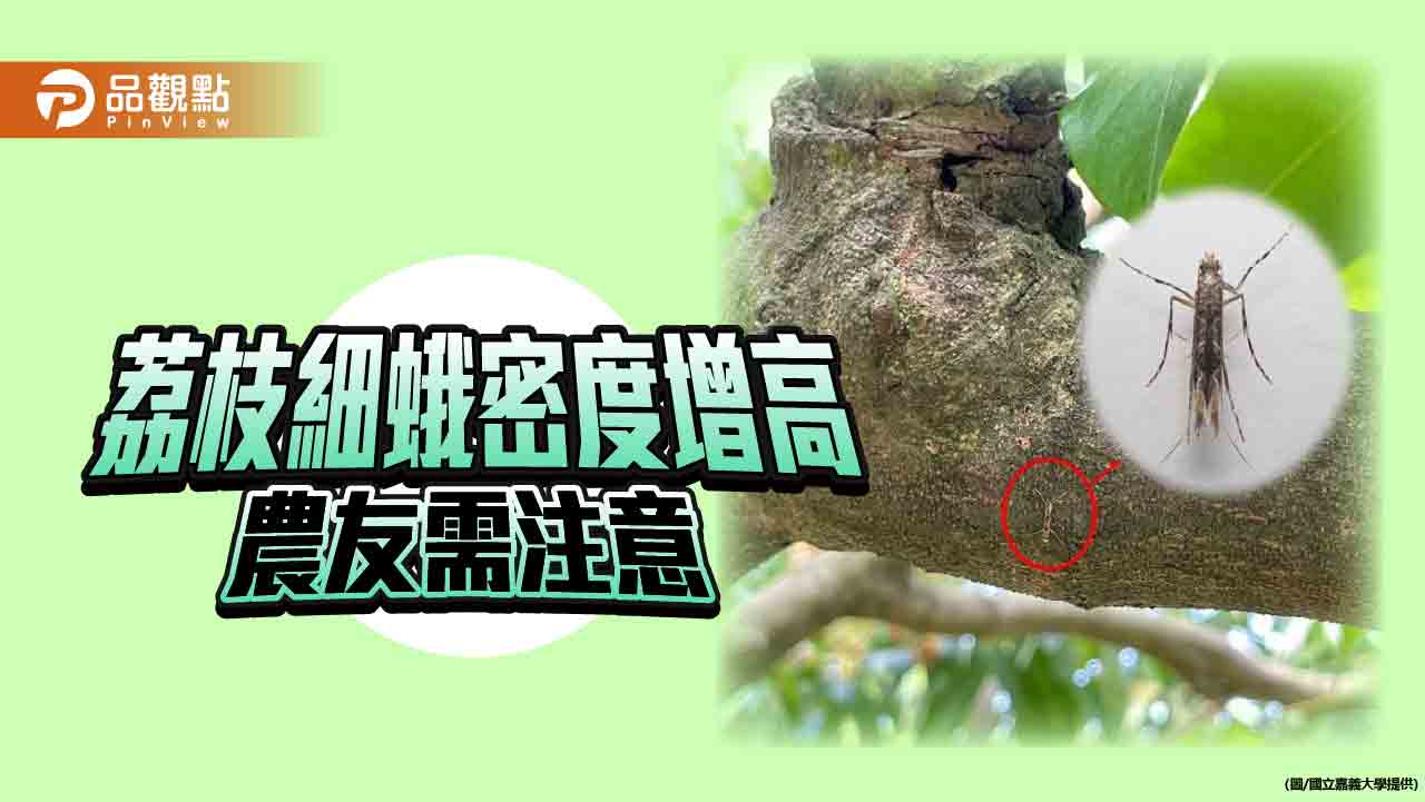 荔枝細蛾密度增高荔枝農友需注意　枯枝落葉處用藥防治不可少