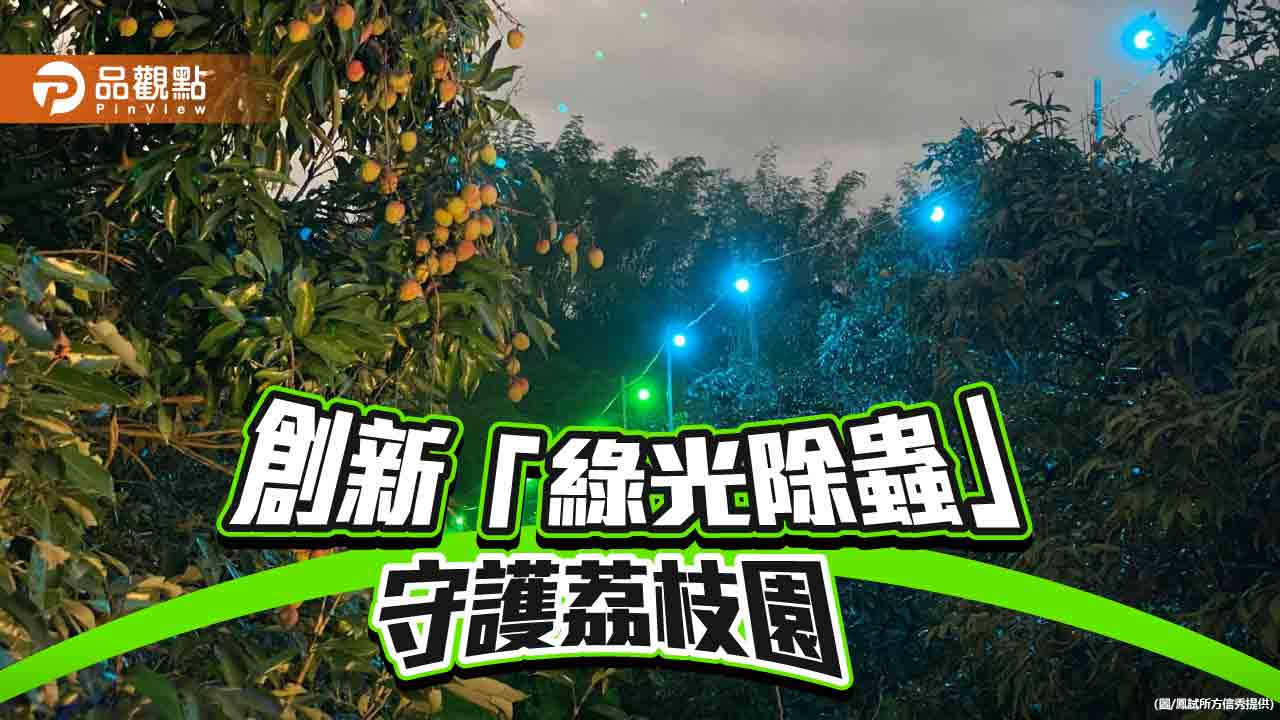 綠光照亮荔枝園　高雄創新除蟲法兼顧環保與效益