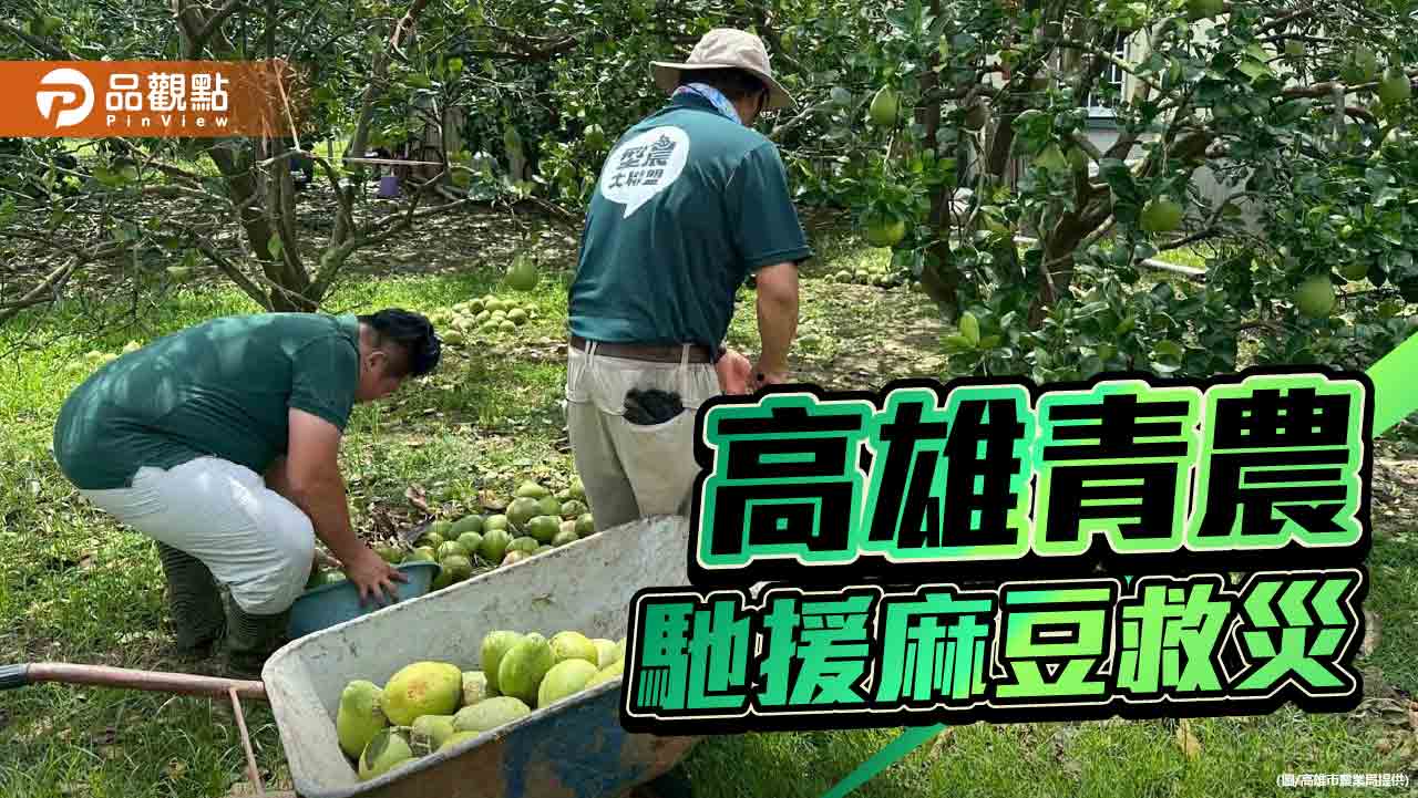 高雄青年農民烈日馳援麻豆　撿果助農婦重建希望果園