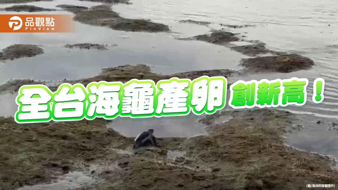 「龜」喜不斷!台灣六大棲地海龜產卵創新高