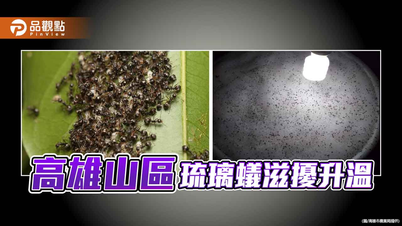 山區琉璃蟻數量上升 高市農業局籲居民齊力防治