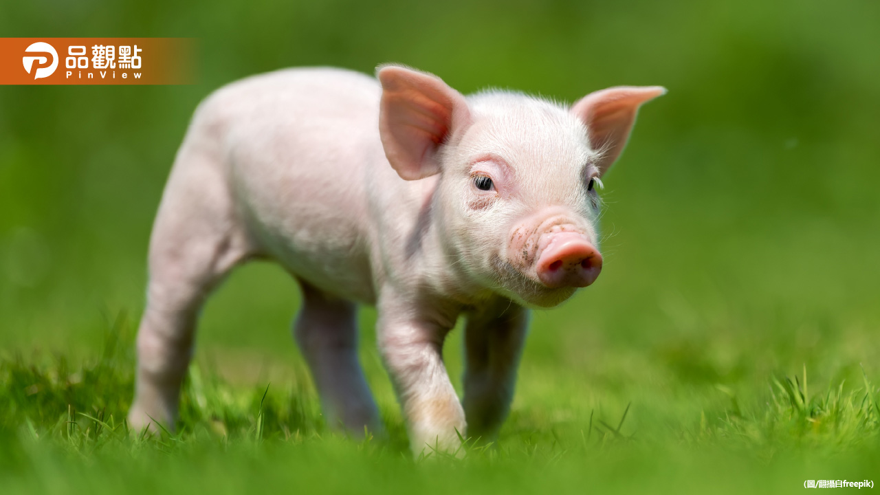 台中寵物豬半夜逛大街！飼主恐被罰　網友歪樓：很缺豬肉