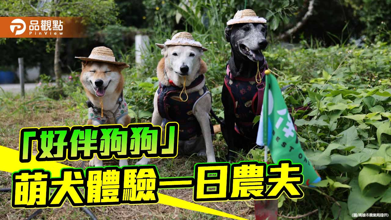 高雄「好伴狗狗」化身小農夫 玩出最療癒秋日風景