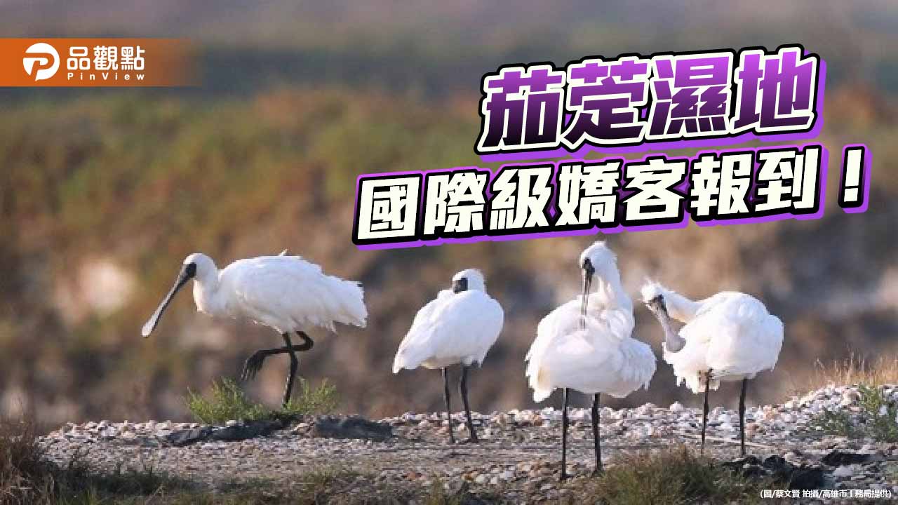 2025候鳥季正式啟動　茄萣濕地迎來冬日舞者