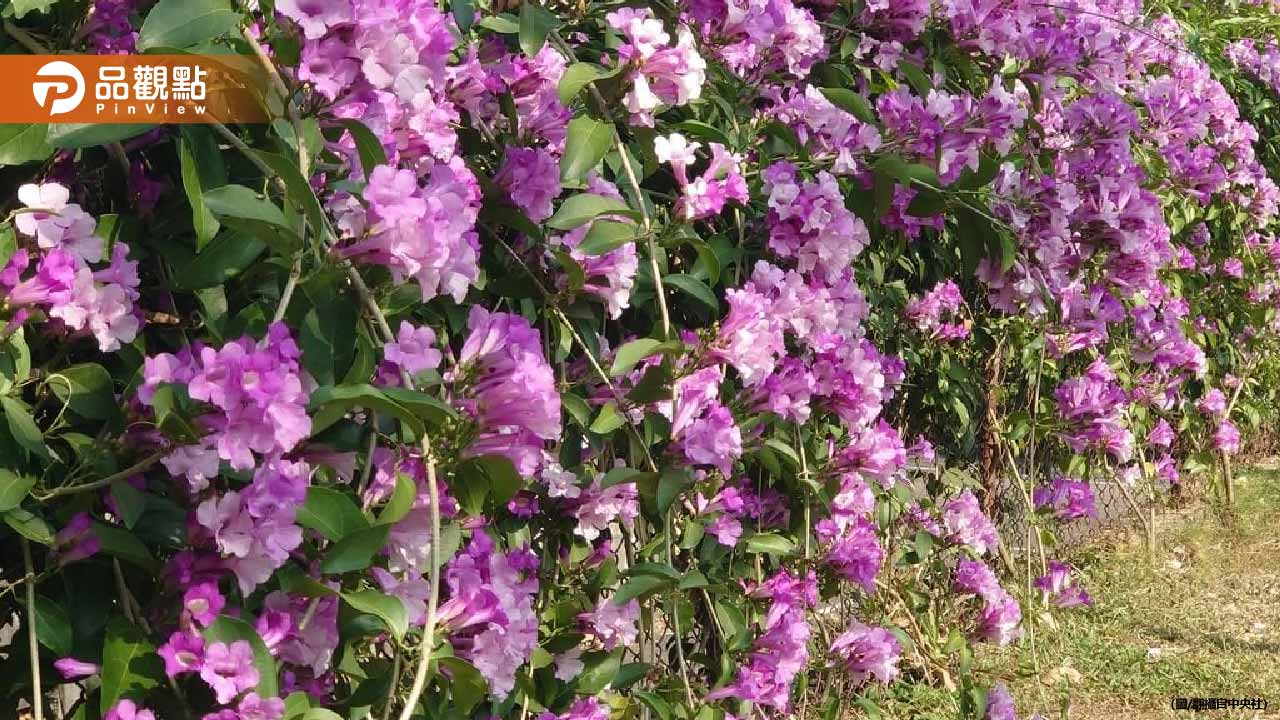 彰化芬園仙草花海引爆萬人朝聖潮！警出動維持秩序