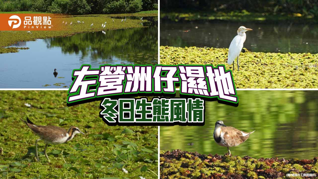 左營洲仔濕地冬日生機盎然　白鷺群聚、水雉冬羽呈現生態風情