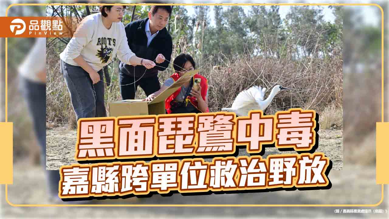 黑面琵鷺疑中毒獲救　嘉義縣跨單位搶救完成野放