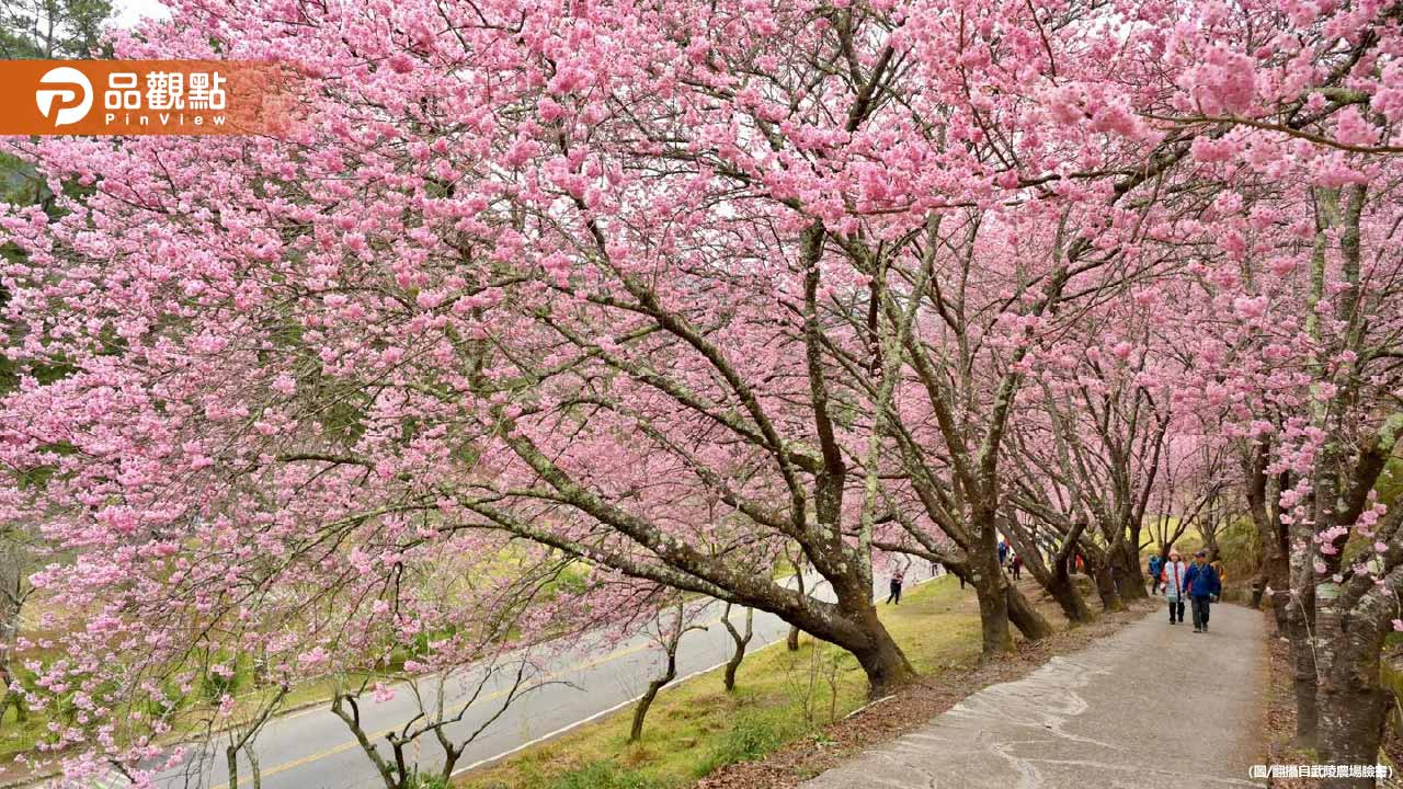 春節賞櫻潮來襲!北市平菁街交管啟動 武陵農場推限量聯票 春節賞櫻潮來襲!北市平菁街交管啟動 武陵農場推限量聯票