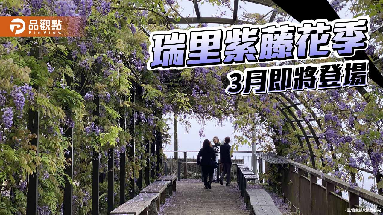 瑞里紫藤花季3月登場　嘉義山城邀遊客慢旅賞花