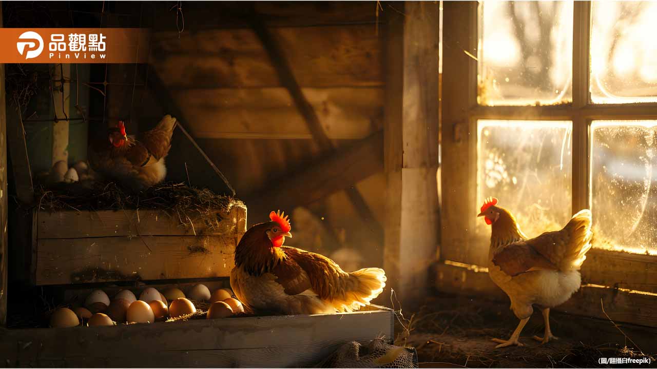 彰化爆H5N1禽流感疫情！6萬隻蛋雞慘遭撲殺