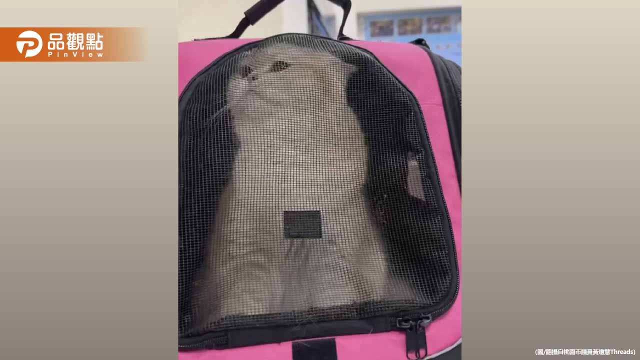 科技男花14萬買貓討好女友 吵架後竟虐貓洩憤