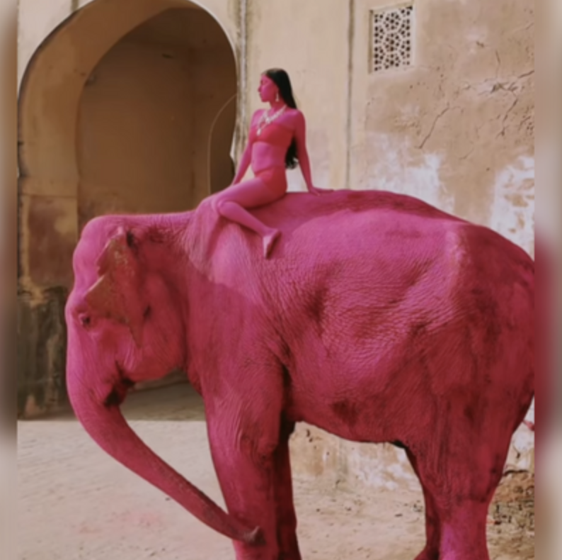 大象被塗滿粉紅顏料亡！俄攝影師為拍時尚大片引眾怒