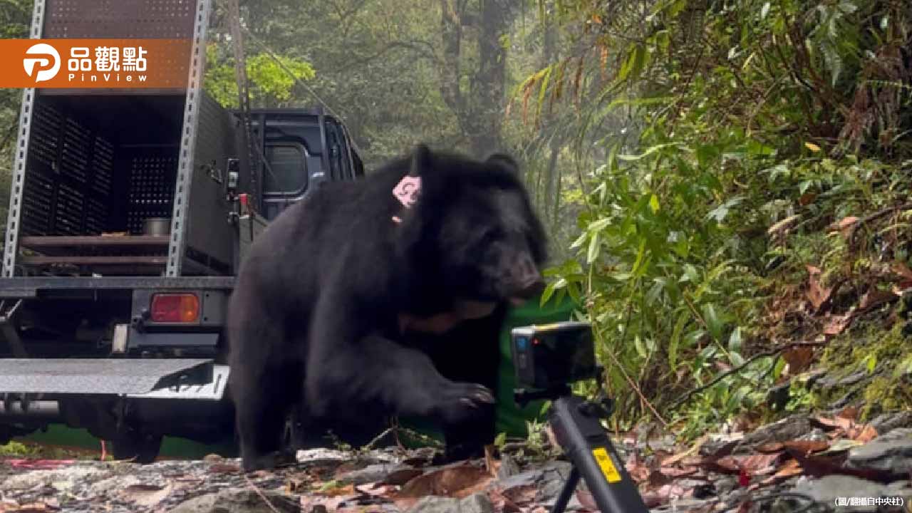台灣黑熊母女同日野放！創下保育新里程碑