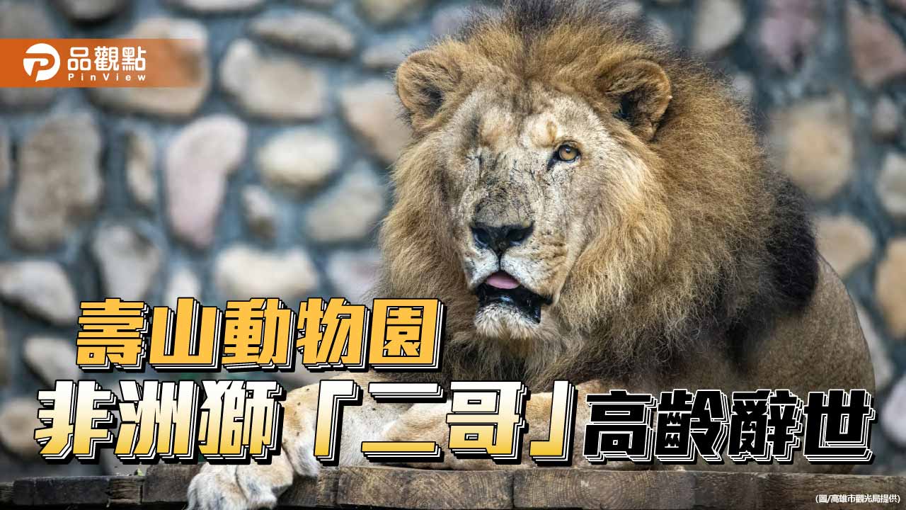 壽山動物園非洲獅「二哥」辭世　23歲高齡見證生命教育歷程