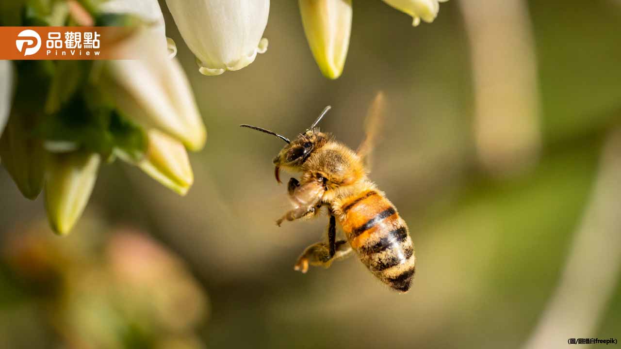 520是「世界蜜蜂日」醫曝蜂蜜3大救命功效