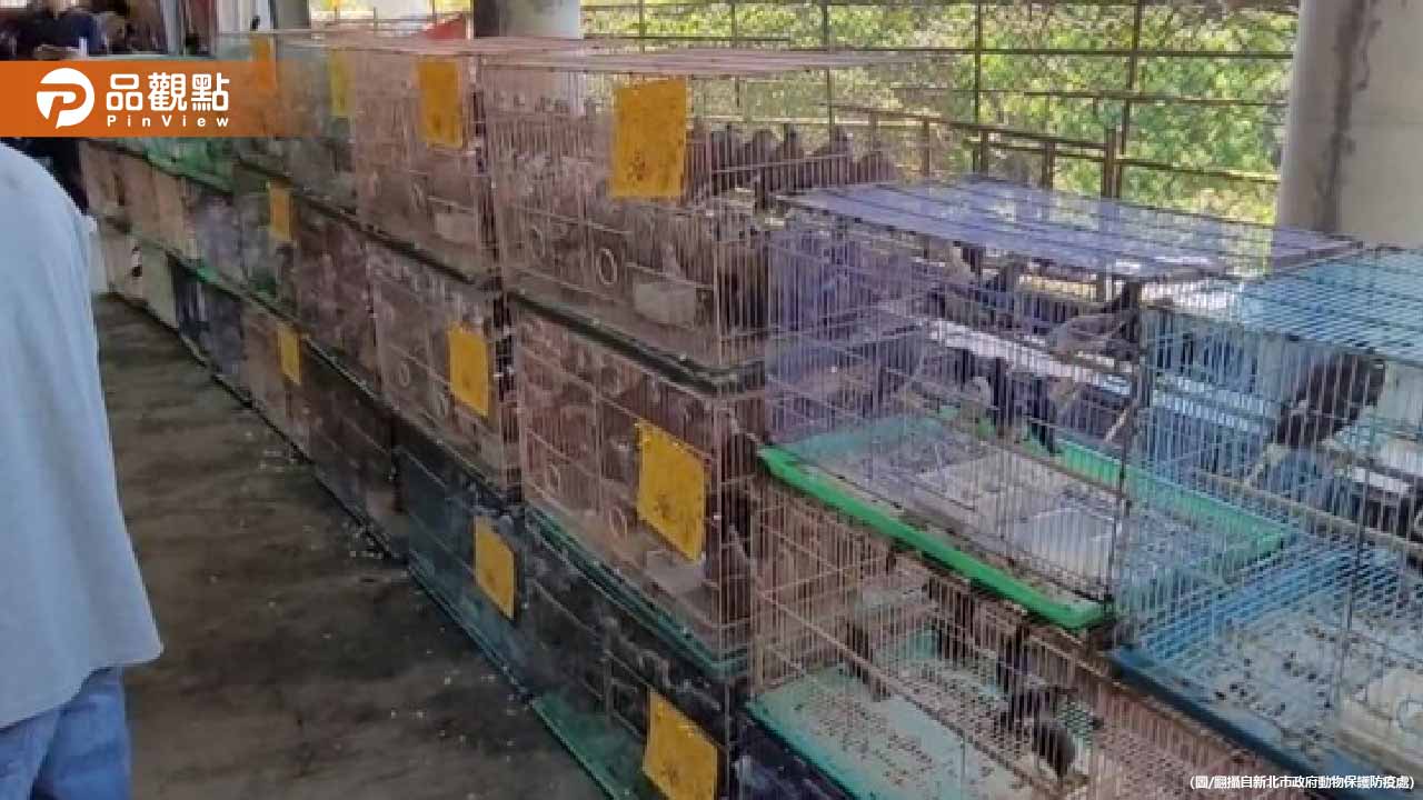 新北宗教團體放生2千隻鳥！名單驚見「外來種」動保處怒開罰