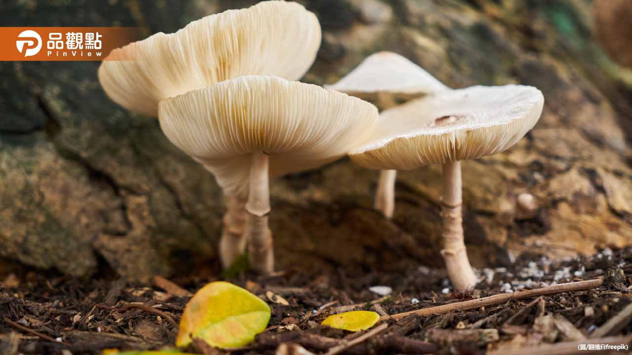 高雄連日大雨！分隔島驚現巨型毒菇！比拳頭還大引民眾圍觀