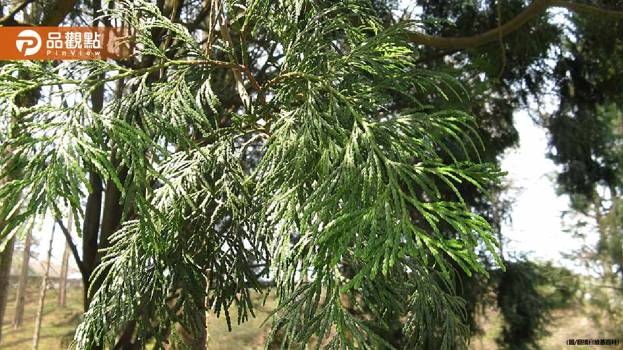 颱風過後山區狂撿超珍貴肖楠！保七警抓山老鼠攔截