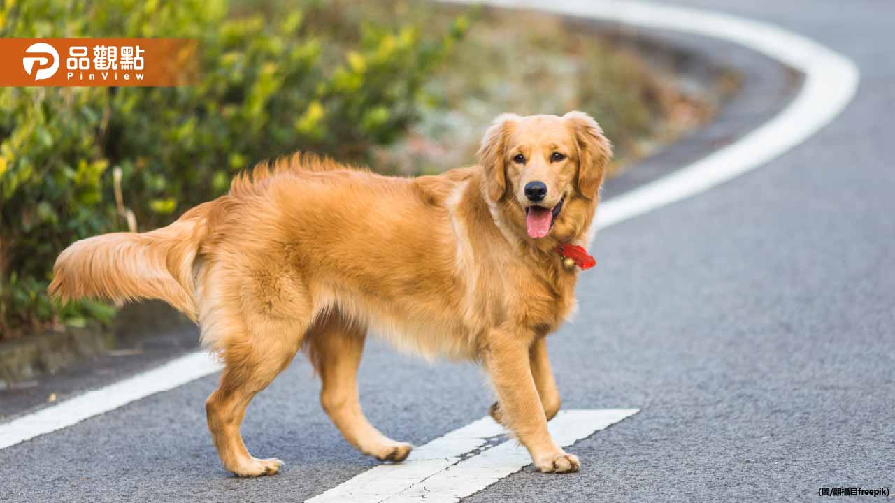黃金獵犬街頭放養隨地便溺！飼主累計違規遭重罰8萬3