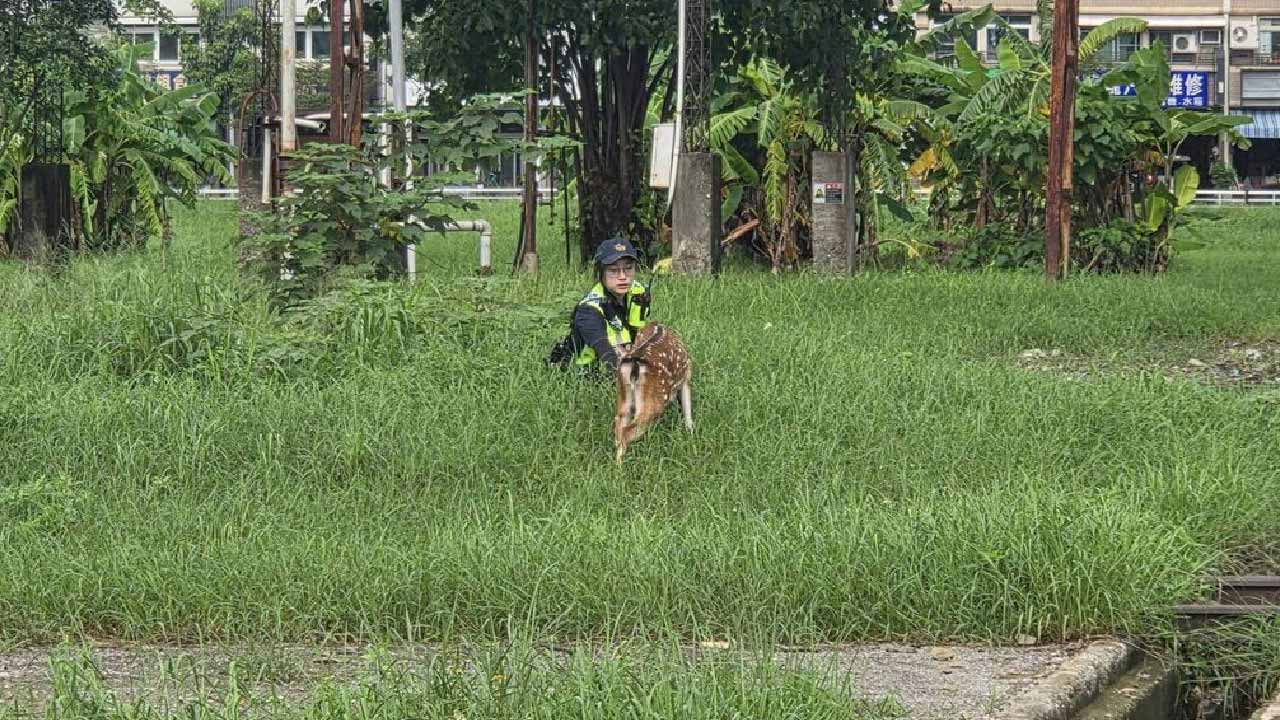 高雄街頭梅花鹿凌晨趴趴走！警民6小時追捕大作戰