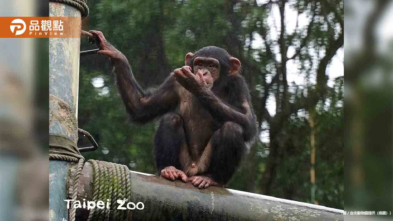 黑猩猩父子聯手越獄！拔掉麻醉針逃跑 動物園認了人為疏失
