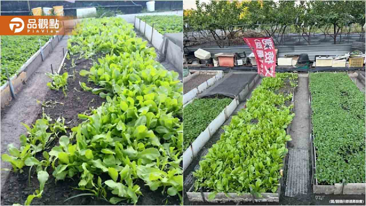才剛噴完農藥！台中菜園遭洗劫 農民急喊：吃了會中毒