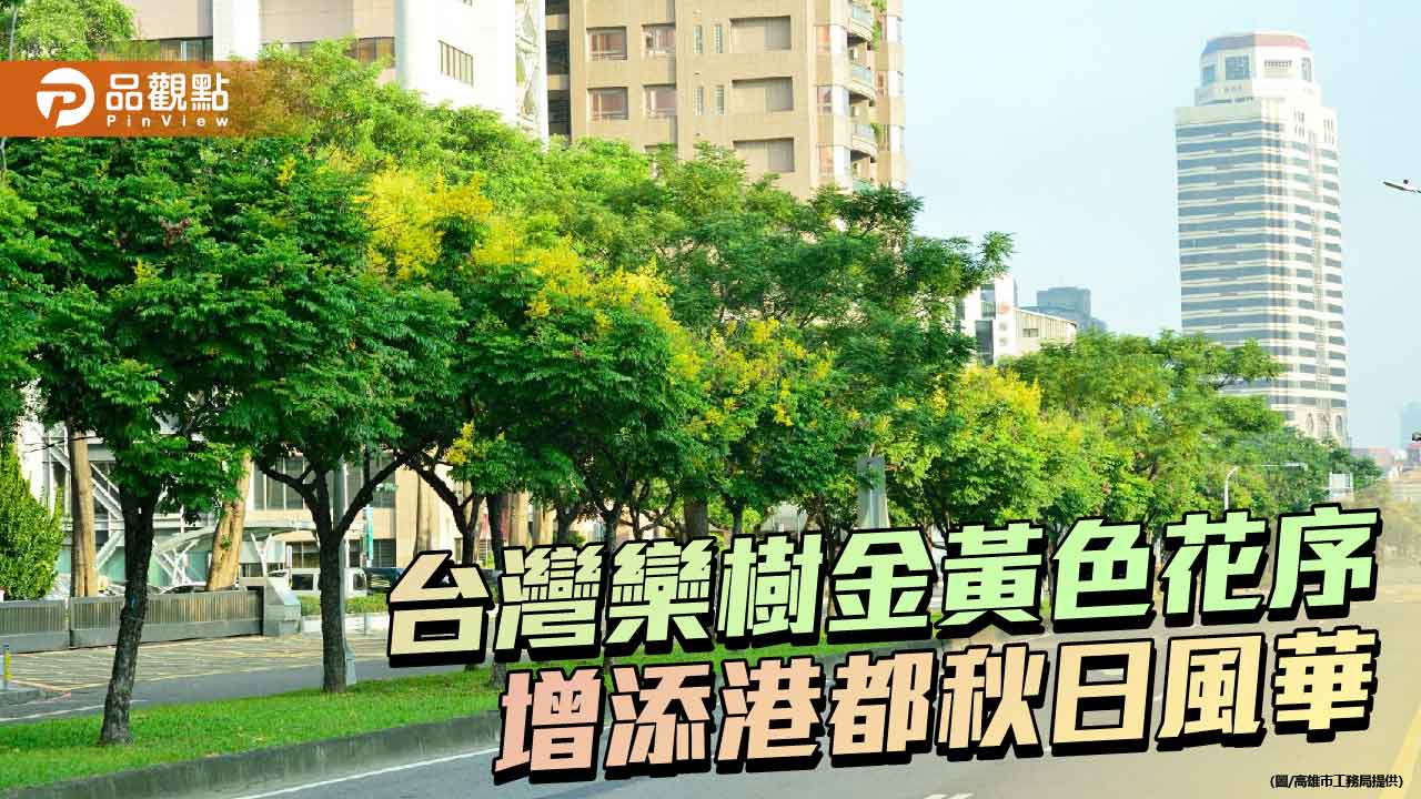 台灣欒樹染金高雄街頭　港都秋日美景陸續登場
